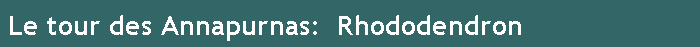 Le tour des Annapurnas:  Rhododendron